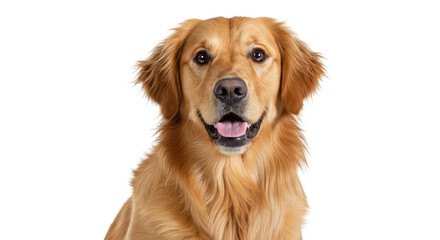 Golden Retriever dog portrait isolated PNG, friendly pet with a happy expression for animal lovers and design projects