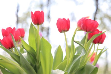 red tulips in a garden