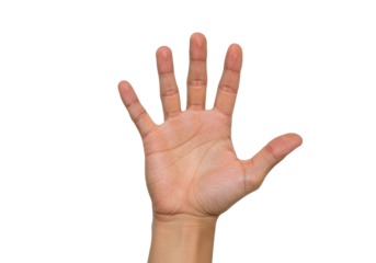 Isolated hand showing five fingers, palm facing forward, human anatomy, body part