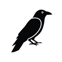 Silhouette of a black crow perched on a white background