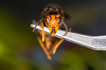 Close-up of Japanese giant hornet also known as the yellow-legged hornet or Asian predatory wasp. Taken in Brussels, Belgium, on 28 September 2025. Jonathan Raa