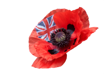 Red poppy flower with union jack flag isolated on transparent background