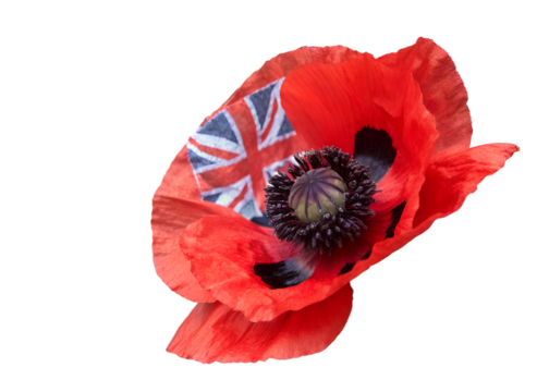 Red poppy flower with union jack flag isolated on transparent background