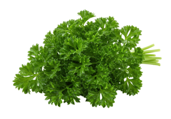 Isolated bunch of fresh curly parsley for flavoring salads and garnishing dishes