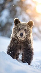 Brown bear in snowy forest at sunrise