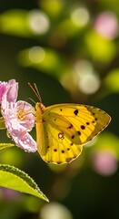 A vibrant yellow butterfly rests delicately on a dewy pink flower, bathed in soft sunlight.