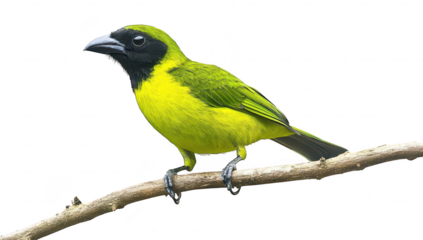 A green and black bird perched on a slender branch. its striking colors against a bright white background. ideal for nature enthusiasts and wildlife photography