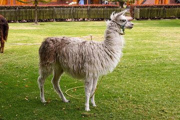 Fototapeta premium Lama Ecuador