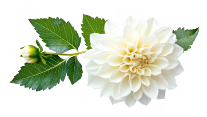 A beautifully arranged white dahlia flower with green leaves and a budding flower. set against a clean white background. perfect for floral design or botanical illustrations