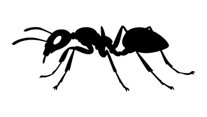 black ant shape silhouette isolated on white background