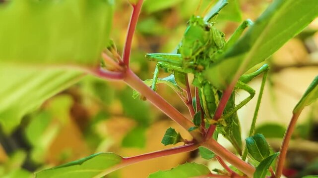 Singing green grasshopper on a branch of flowers.