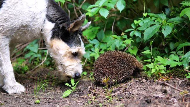 Curious wire fox terrier sniffing a scared hedgehog curled up in a defensive ball on the ground. Unlikely animal friendship and wildlife encounter in a natural green garden environment