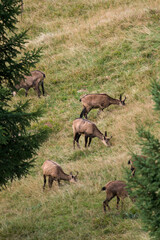 chamois female, rupicapra rupicapra, on a mountain meadow at a autumn day 