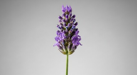 Fototapeta premium Lavender Elegance: A singular stem of lavender showcases its delicate purple blooms, offering a fresh, elegant touch against a muted backdrop.