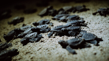 Baby turtles looking for the route