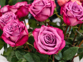 Close-Up of Vibrant Pink and Red Roses in Full Bloom with Green Leaves – Ultra High Resolution Floral Nature Background