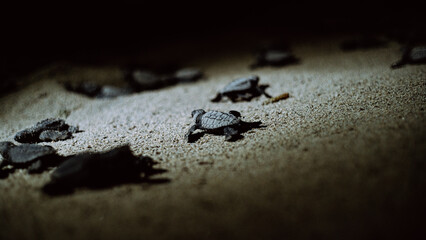 Baby turtles looking for the route