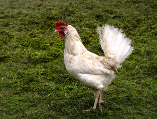 A white young rooster walks on a farm.
