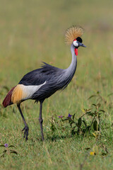 Grey crowned Crane (Balearica regulorum) walking on the fields of the Masai Mara National Park in Kenya
