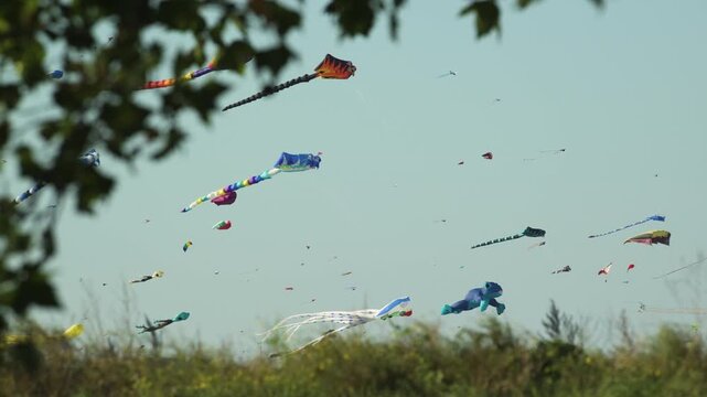 kites flying in the wind with grass  and trees in foreground 4K