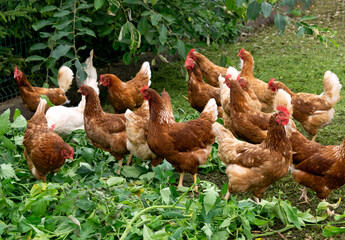 Brown free-range layers roam in an open coop.