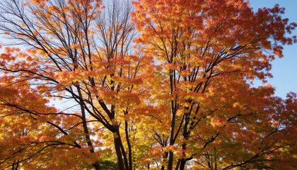 Vibrant Autumn Foliage with Bright Orange Leaves Against Blue Sky