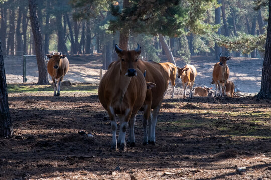 group of cows