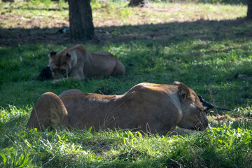 Two lions eating