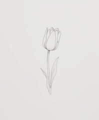 Elegant Pencil Sketch of a Tulip Flower on White Background