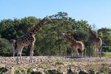 giraffes