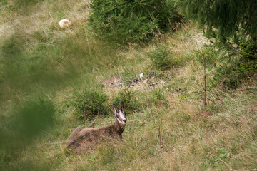 chamois female, rupicapra rupicapra, on a mountain meadow at a autumn day 