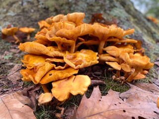 Toxic Mushrooms of North America - Poisonous Jack O Lantern Wild Mushroom - Perspective View Hardwood Tree