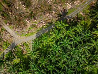 Aerial drone view showing deforestation and land clearing for palm oil plantation