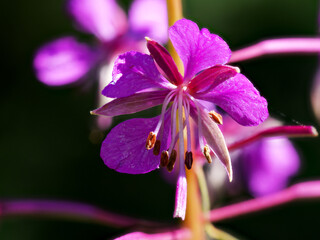 Forest violet flower (Epilobium angustifolium) with medicinal properties.