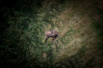 chamois female, rupicapra rupicapra, on a mountain meadow at a autumn day 