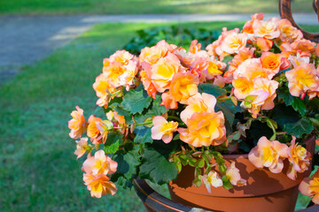 A trailing begonia with large yellow-pink flowers. Close-up. Using tuberous begonias in landscape design.
