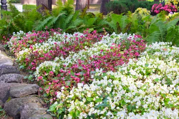 Fotobehang Grijs A flowerbed of white and pink begonias against a backdrop of ferns in a summer park. Garden landscape design.  © Volha