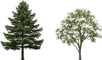 Green pine tree with dense foliage and blooming white frangipani tree illustration, tropical garden decorative nature plant design artwork