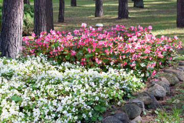 A flowerbed with white and pink begonias in a summer park.