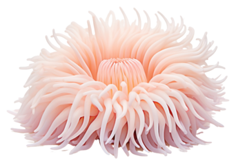 PNG Sea anemone plant white background invertebrate.