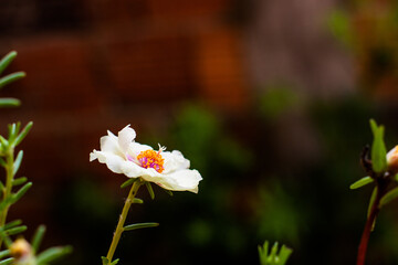 White wildflower with yellow and purple center