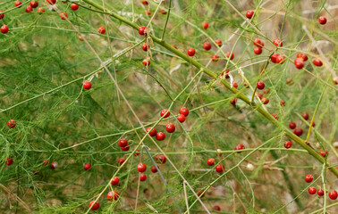 Red berries of Asparagus in Ihlara Valley in autumn 