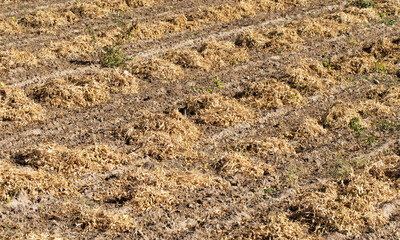 A field of white beans in rural field, with heaps of the harvested beans ready for collection