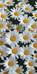 Close-up of a vibrant field of daisies, showcasing the white petals and bright yellow centers. The image evokes a sense of freshness, simplicity, and natural beauty, perfect for nature-themed projects