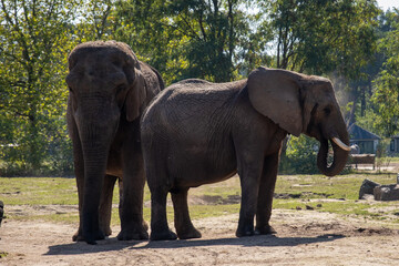 elephants in the zoo