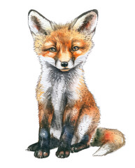 PNG Watercolor fox illustration art