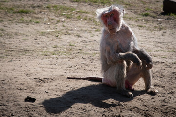 baby baboon sitting