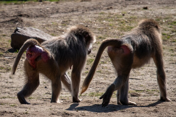 Two baboons from behind