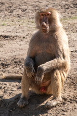 Baboon sitting