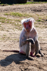 Baboon sitting and contemplating